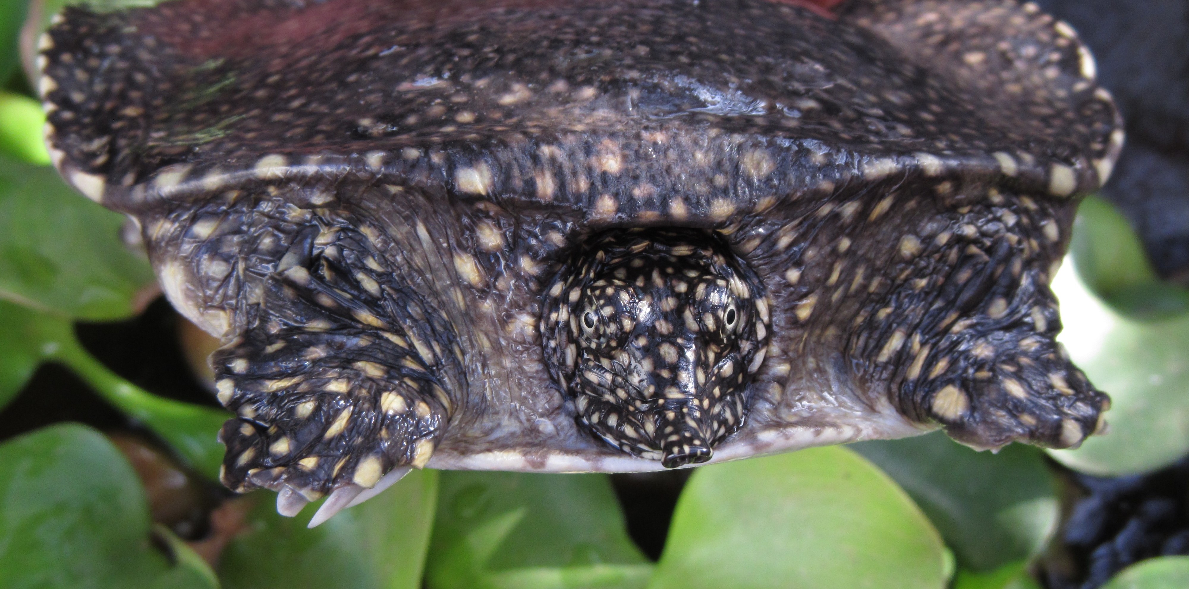 Trionyx triunguis (Nile Softshell Turtle)