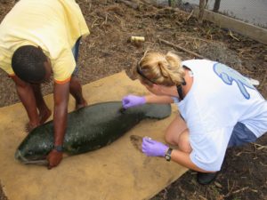 Dr. Keith Diagne (right) collects hairs from a captive manatee calf. The hairs are analyzed to determine diet.