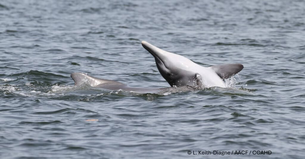 Atlantic Humpback Dolphin, Sousa teuszii