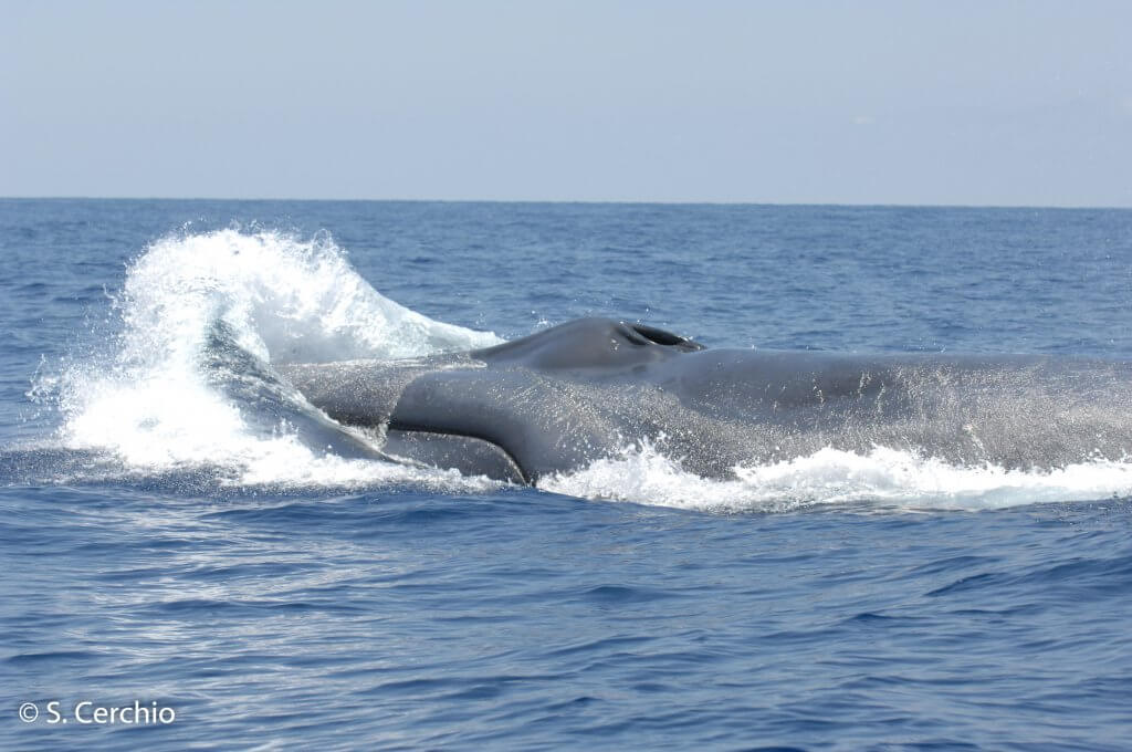 Mozambique Channel Passive Acoustic Monitoring Project