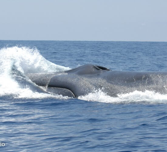 Mozambique Channel Passive Acoustic Monitoring Project