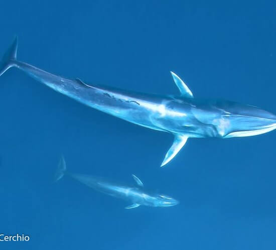 Omura's Whale mother and calf