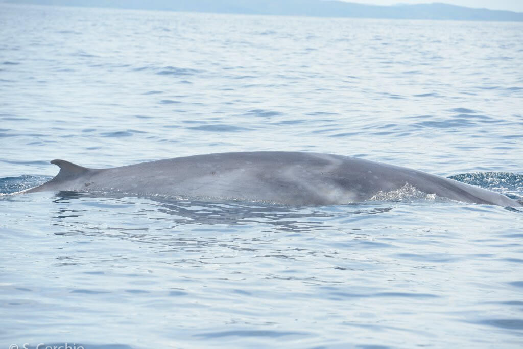 African Cetacean Program