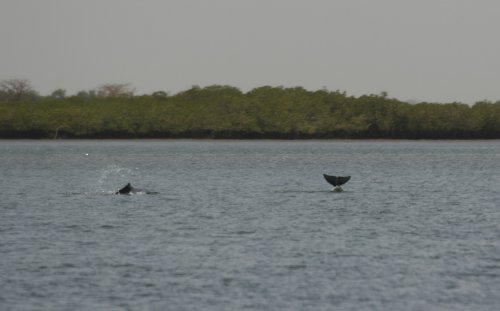 Sousa teuszii (Atlantic Humpback Dolphin) jumping