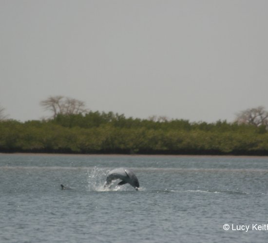 Sousa teuszii (Atlantic Humpback Dolphin) jumping